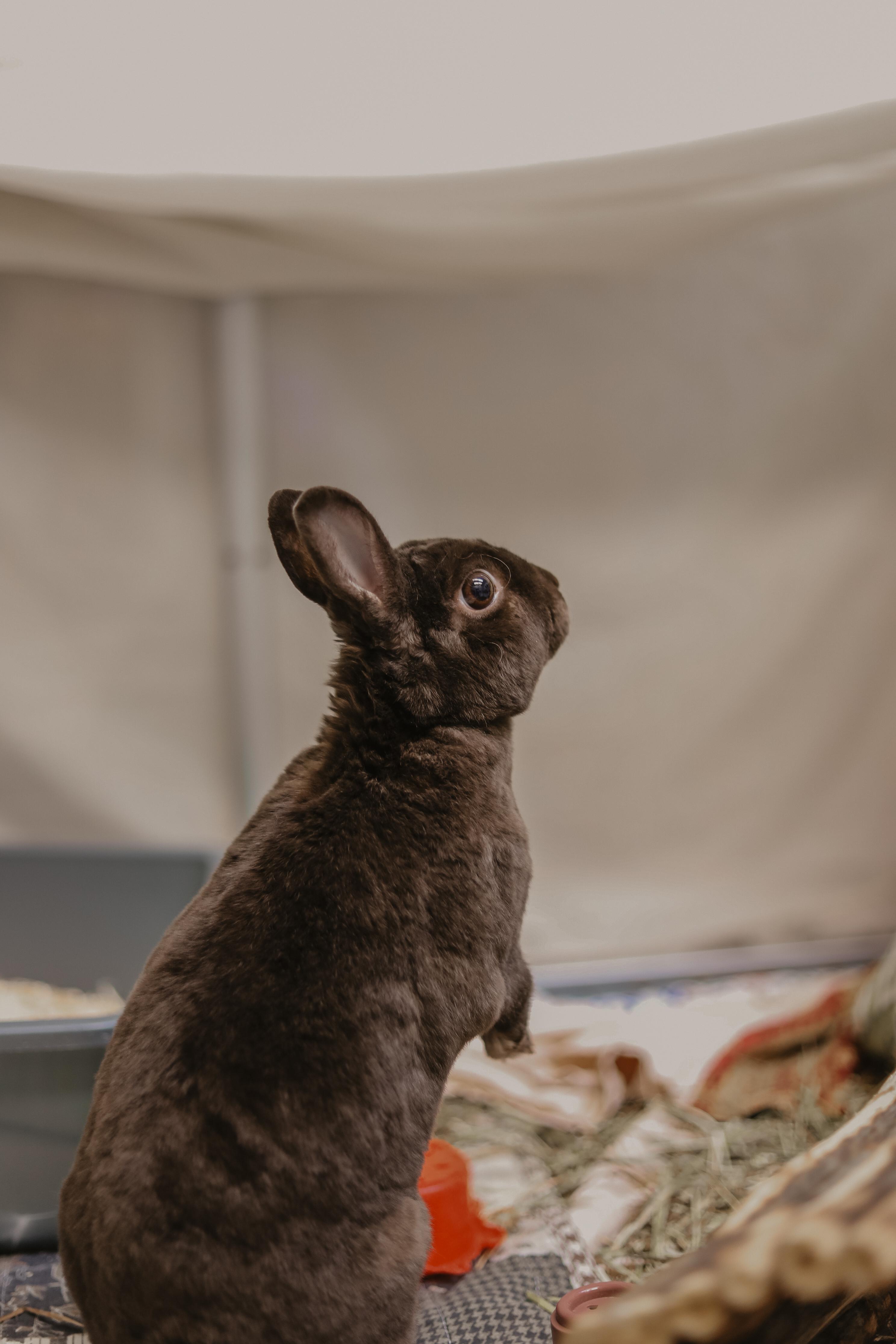 Enlarge Luna, a ADOPTABLE Bunny Rabbit in Everett, ON image 1/6