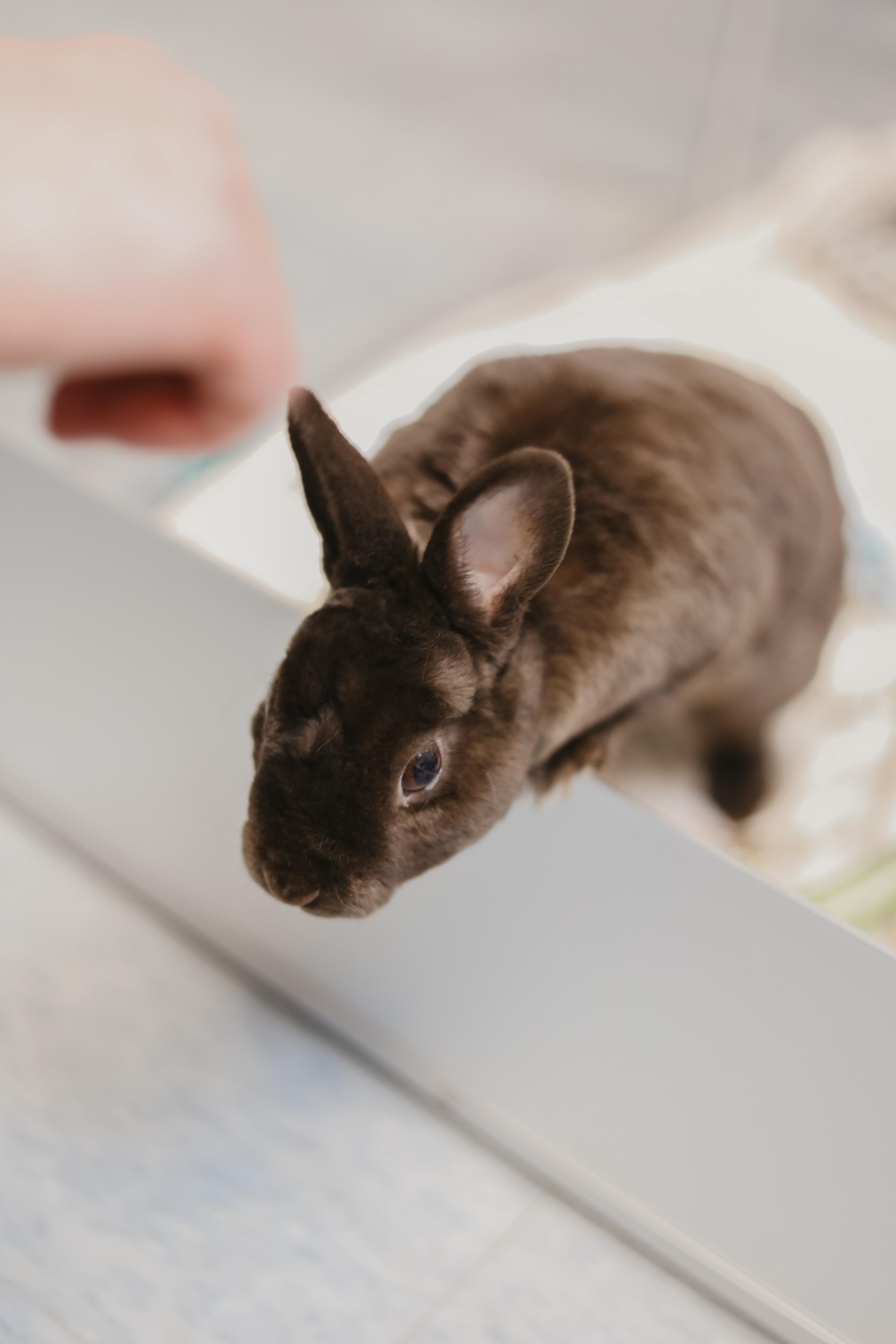 Enlarge Luna, a ADOPTABLE Bunny Rabbit in Everett, ON image 5/6