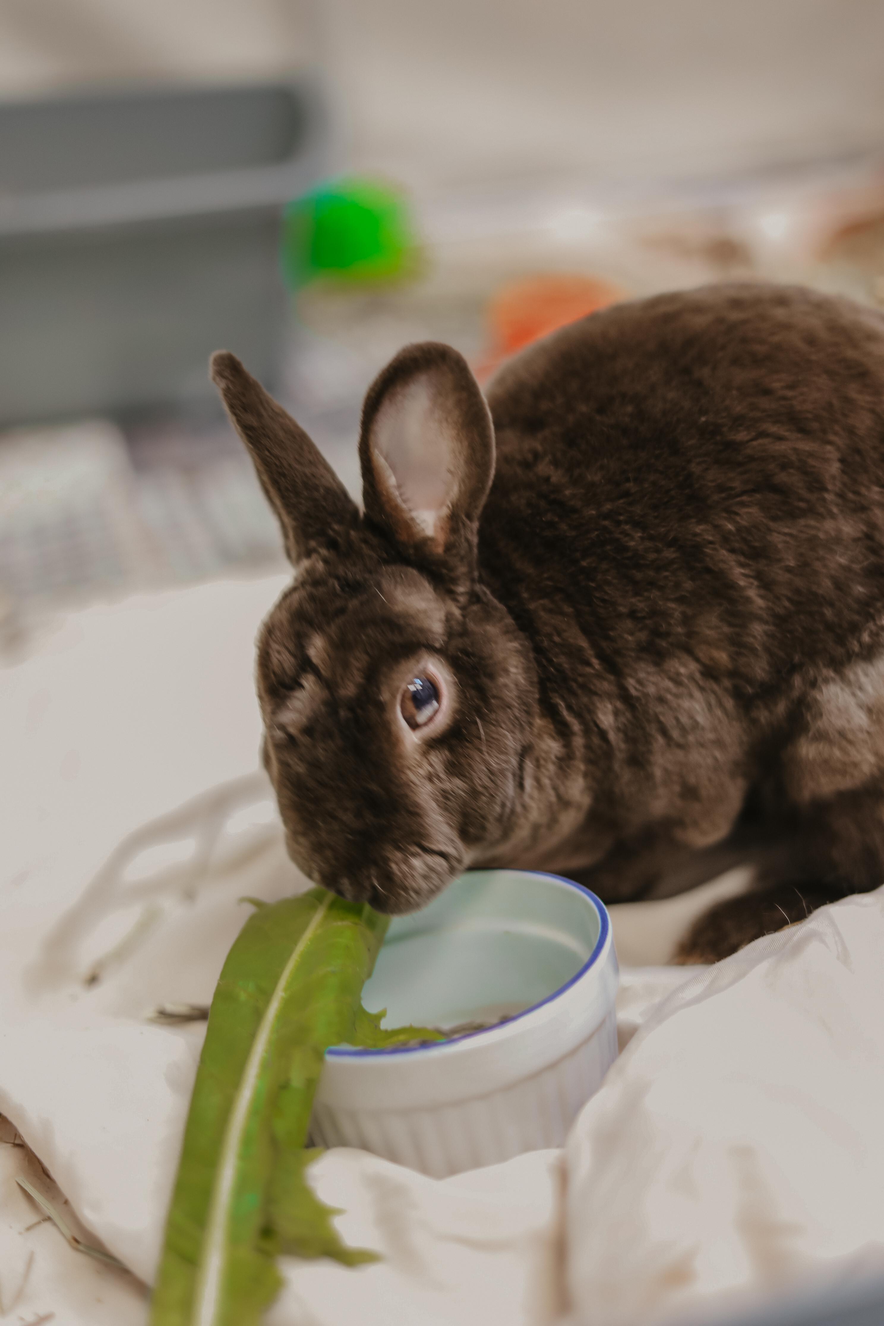 Enlarge Luna, a ADOPTABLE Bunny Rabbit in Everett, ON image 6/6