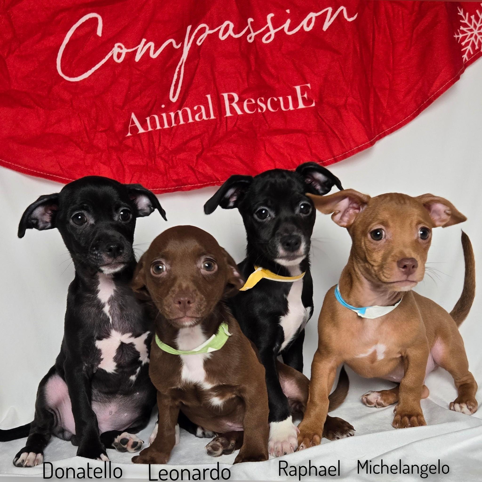 Enlarge Raphael, a ADOPTABLE mixed breed in Fredericksburg, VA image 2/6