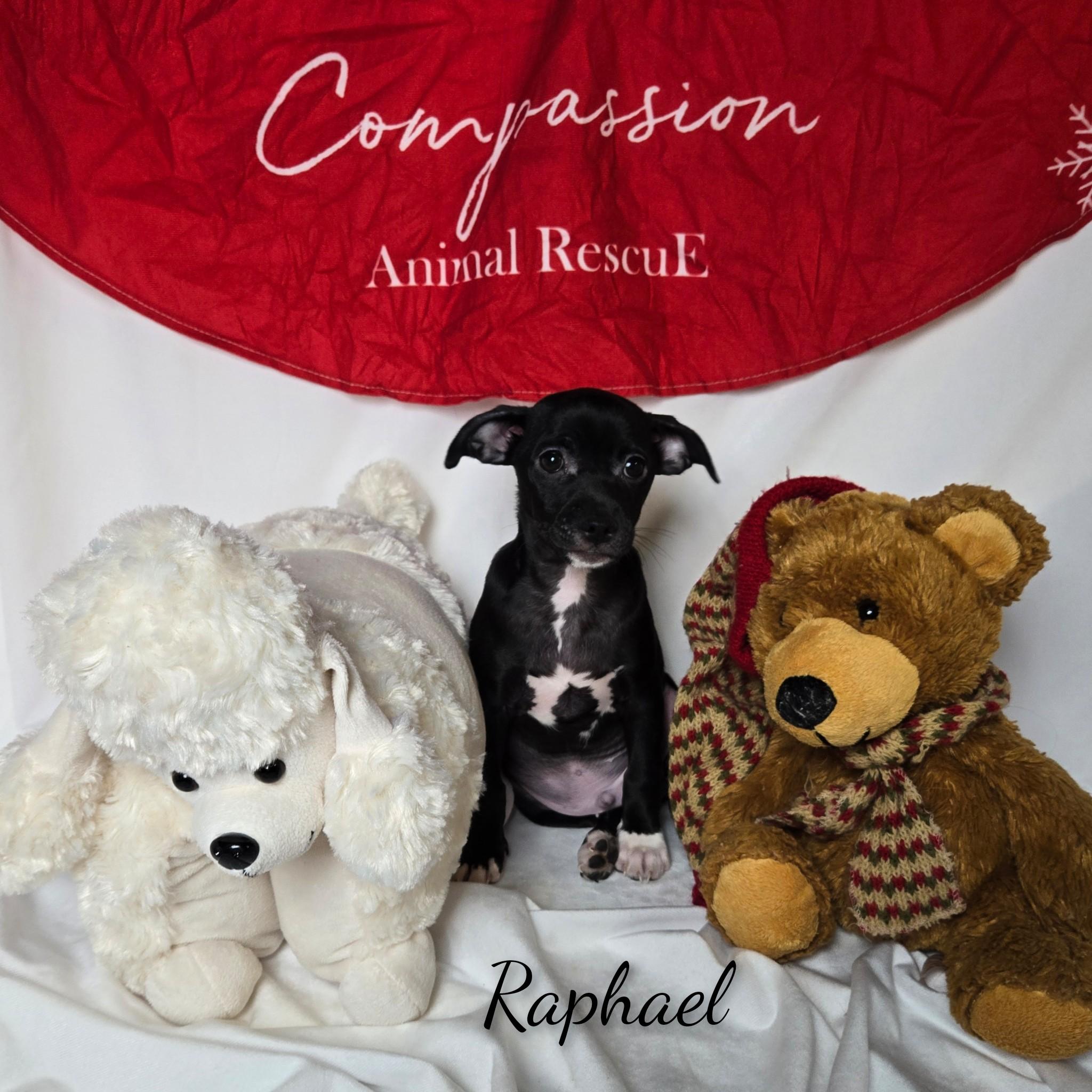 Enlarge Raphael, a ADOPTABLE mixed breed in Fredericksburg, VA image 5/6