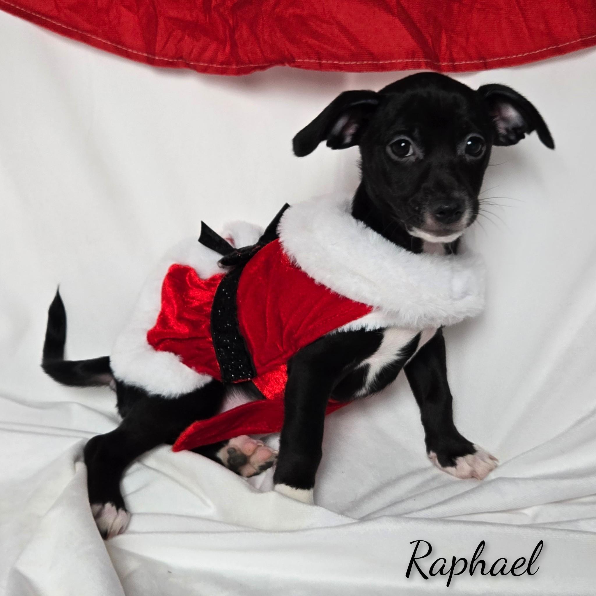 Enlarge Raphael, a ADOPTABLE mixed breed in Fredericksburg, VA image 1/6