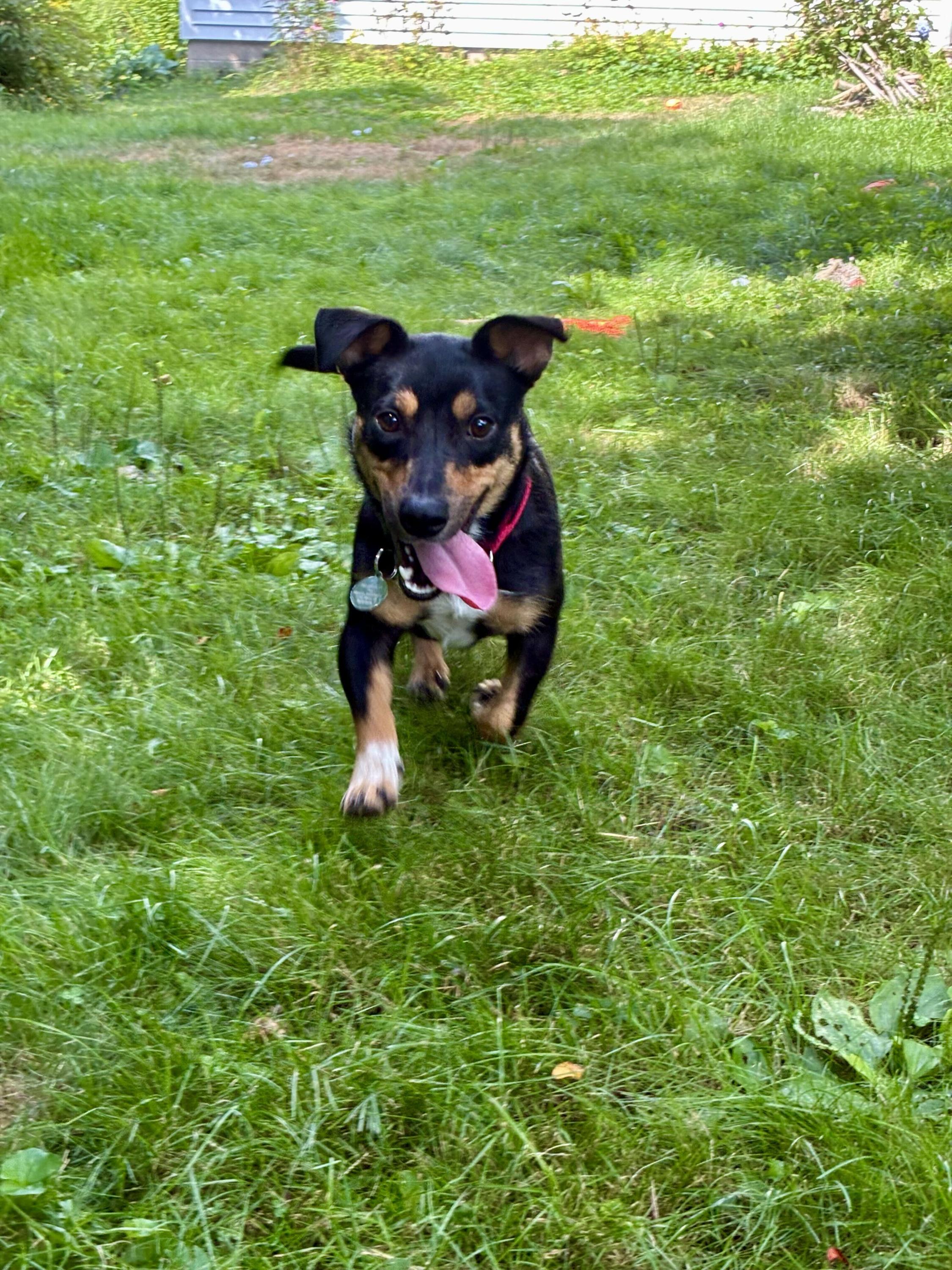 Milkshake, Adopted, Adult Female Mixed Breed.