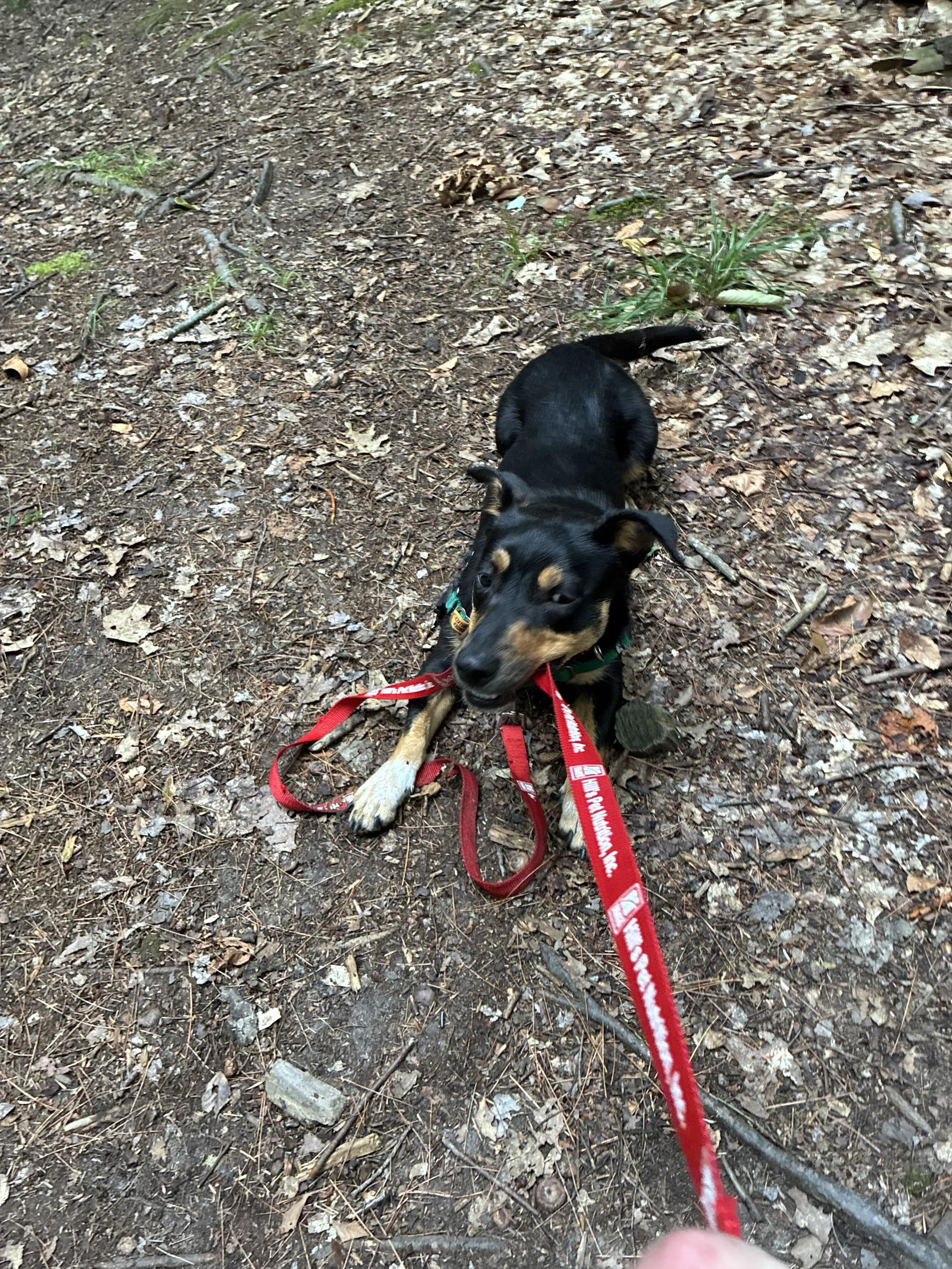 Enlarge Milkshake, a Adopted Mixed Breed in Bowdoin, ME image 4/4