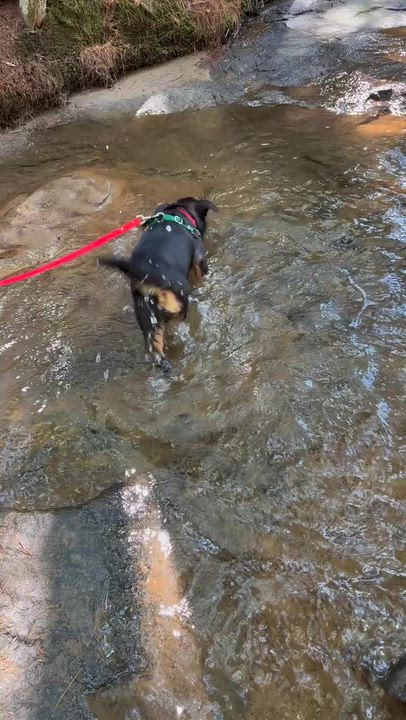 Enlarge Milkshake, a Adopted Mixed Breed in Bowdoin, ME video 2/4