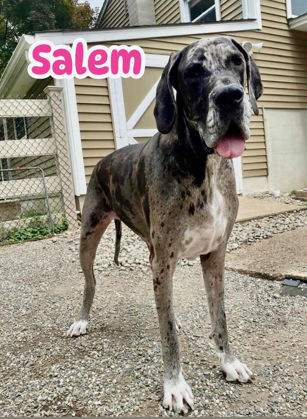 Salem, Adoptable, Adult Female Great Dane.