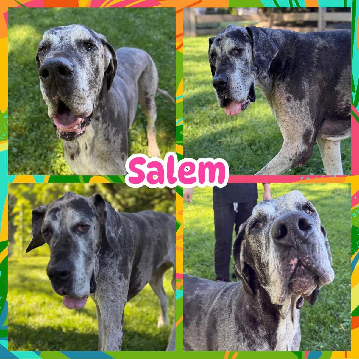 Salem, Adoptable, Senior Female Great Dane.