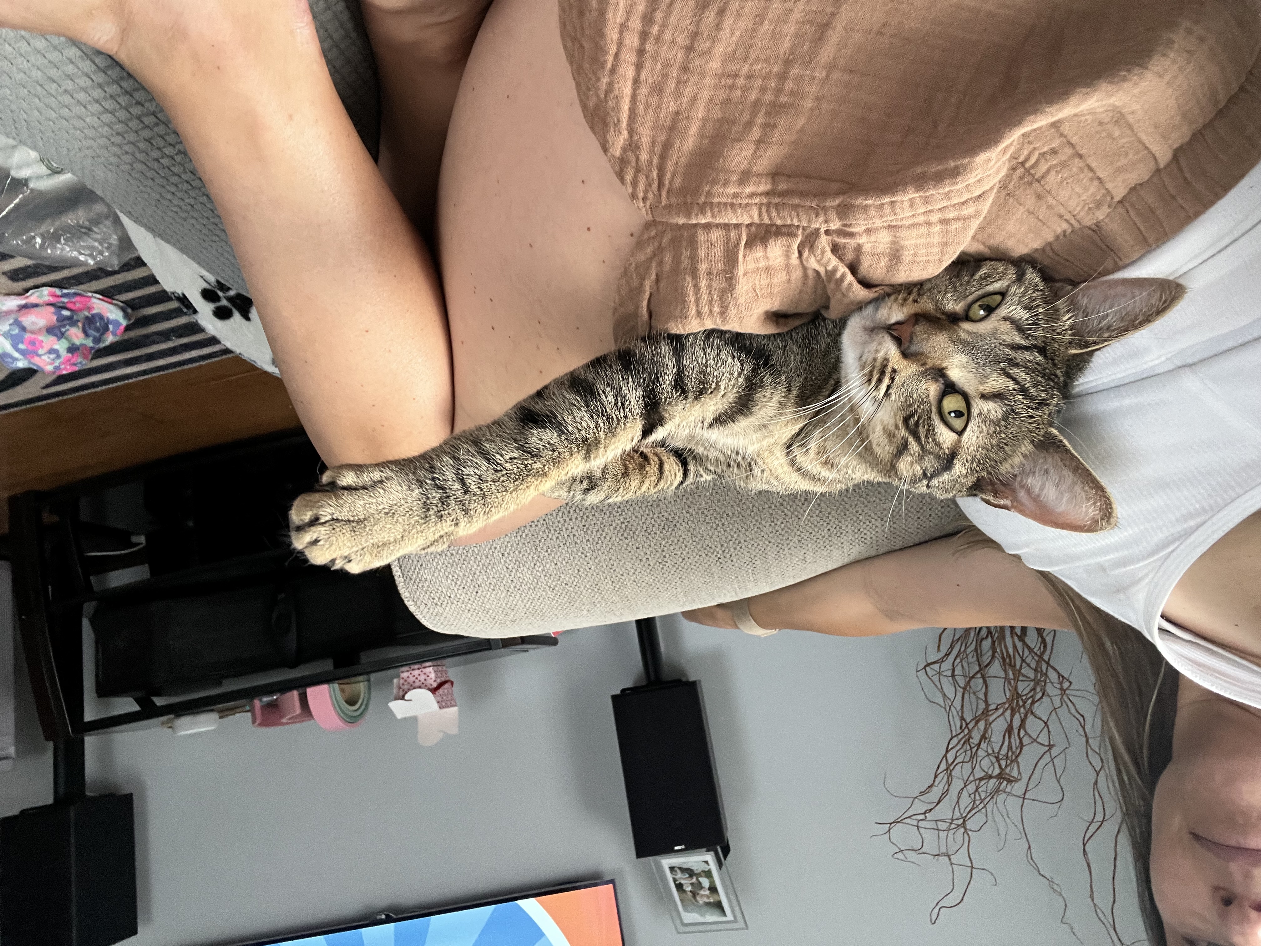 Enlarge Snickers, a Adoptable Tabby in Lincoln University, PA image 1/12