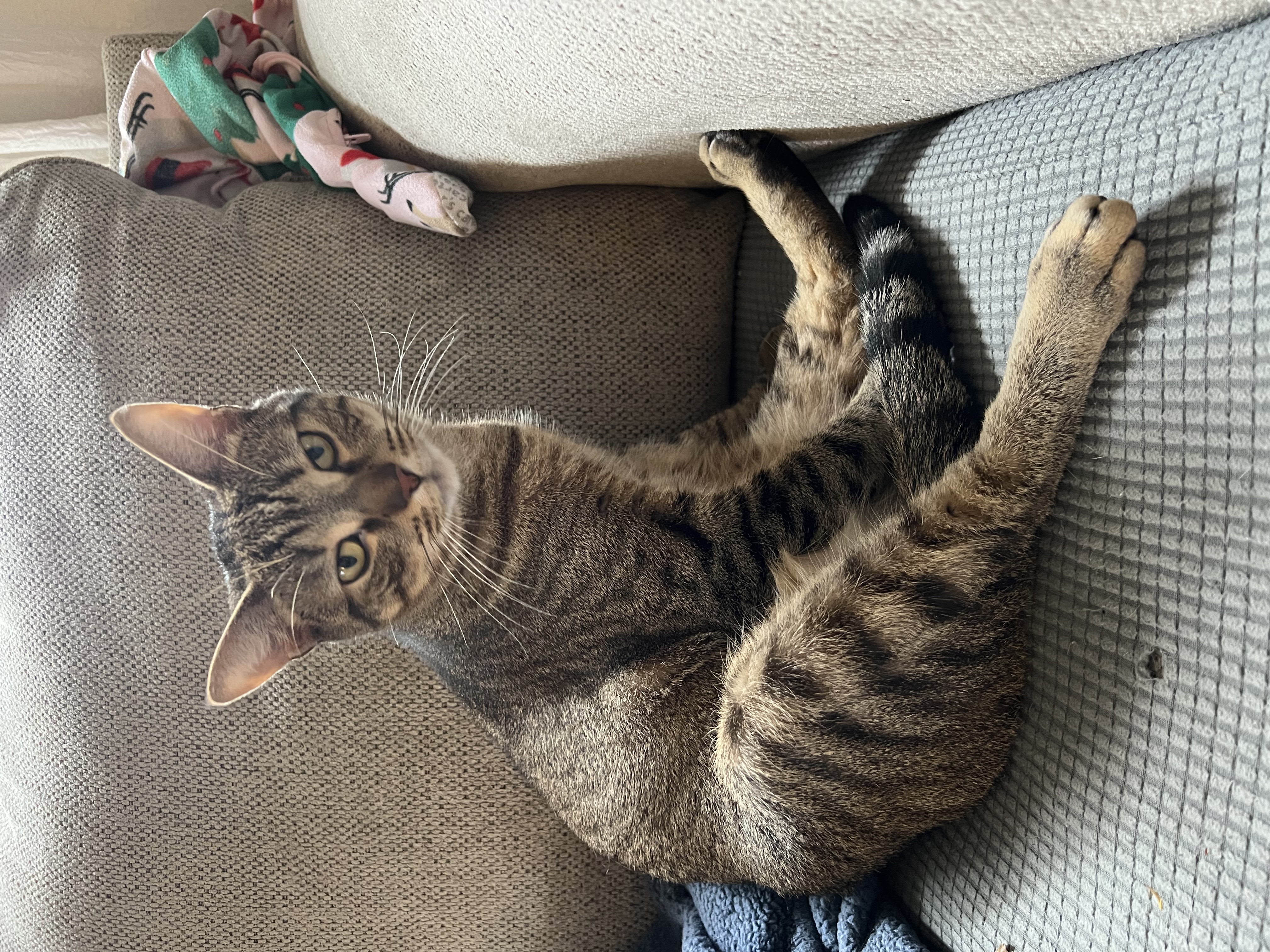 Enlarge Snickers, a Adoptable Tabby in Lincoln University, PA image 11/12