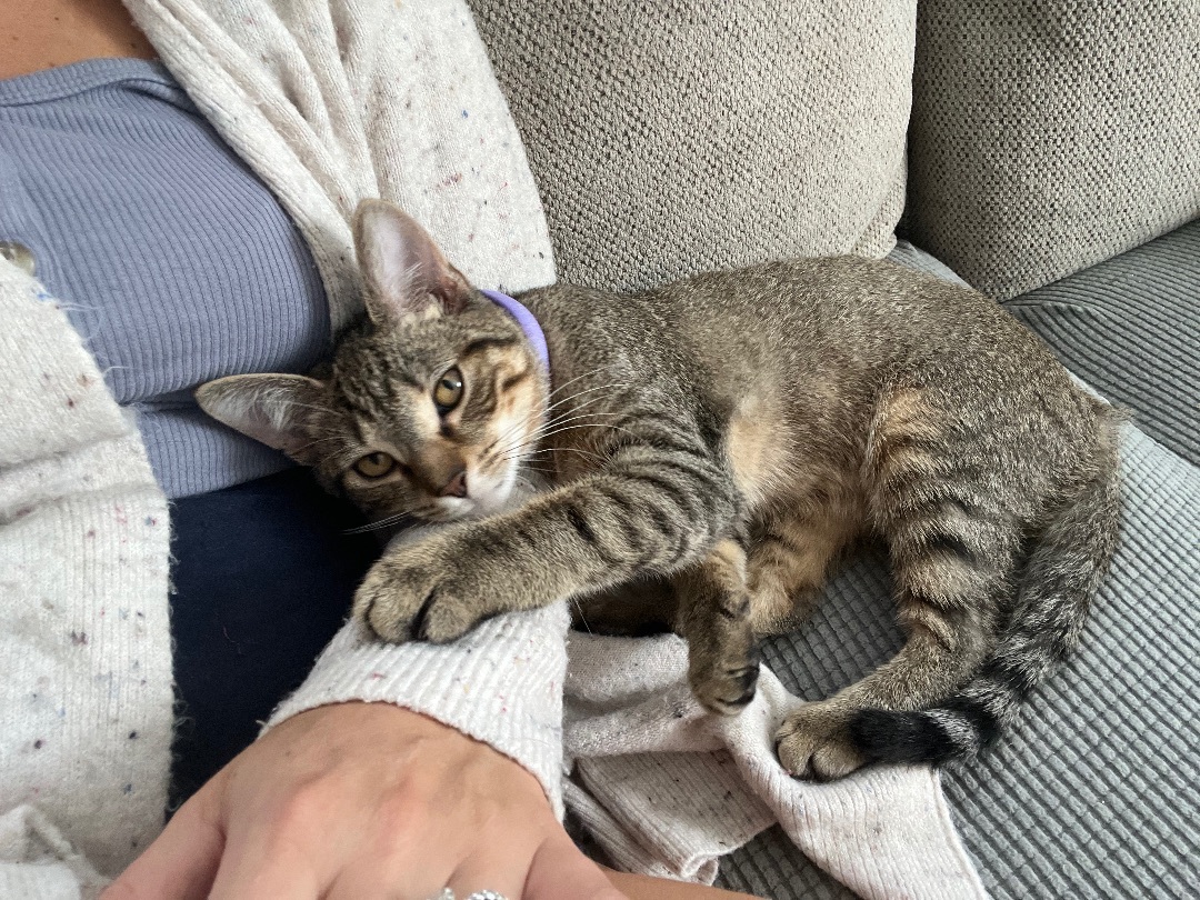Enlarge Snickers, a Adoptable Tabby in Lincoln University, PA image 2/12