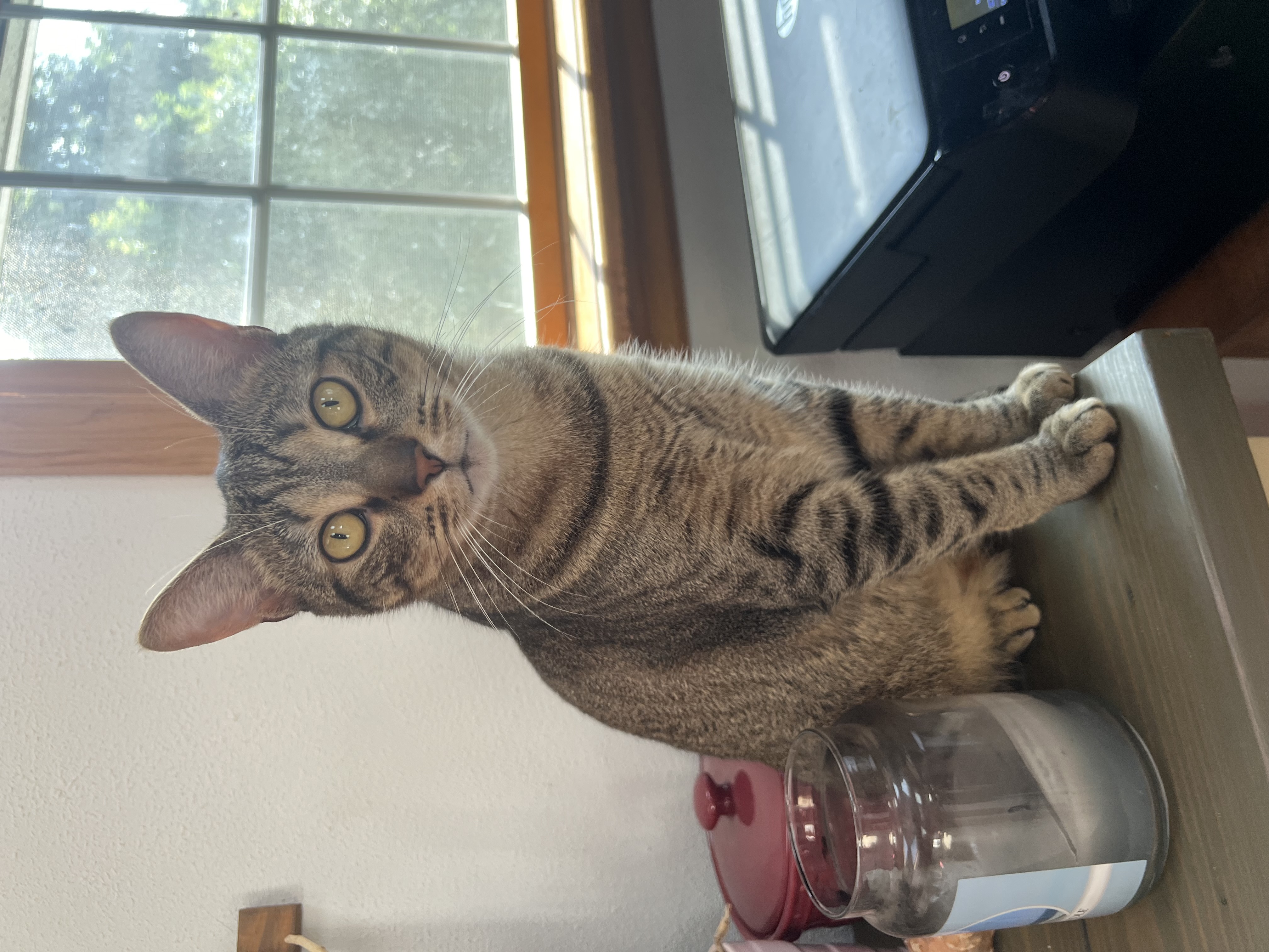 Snickers photo 4