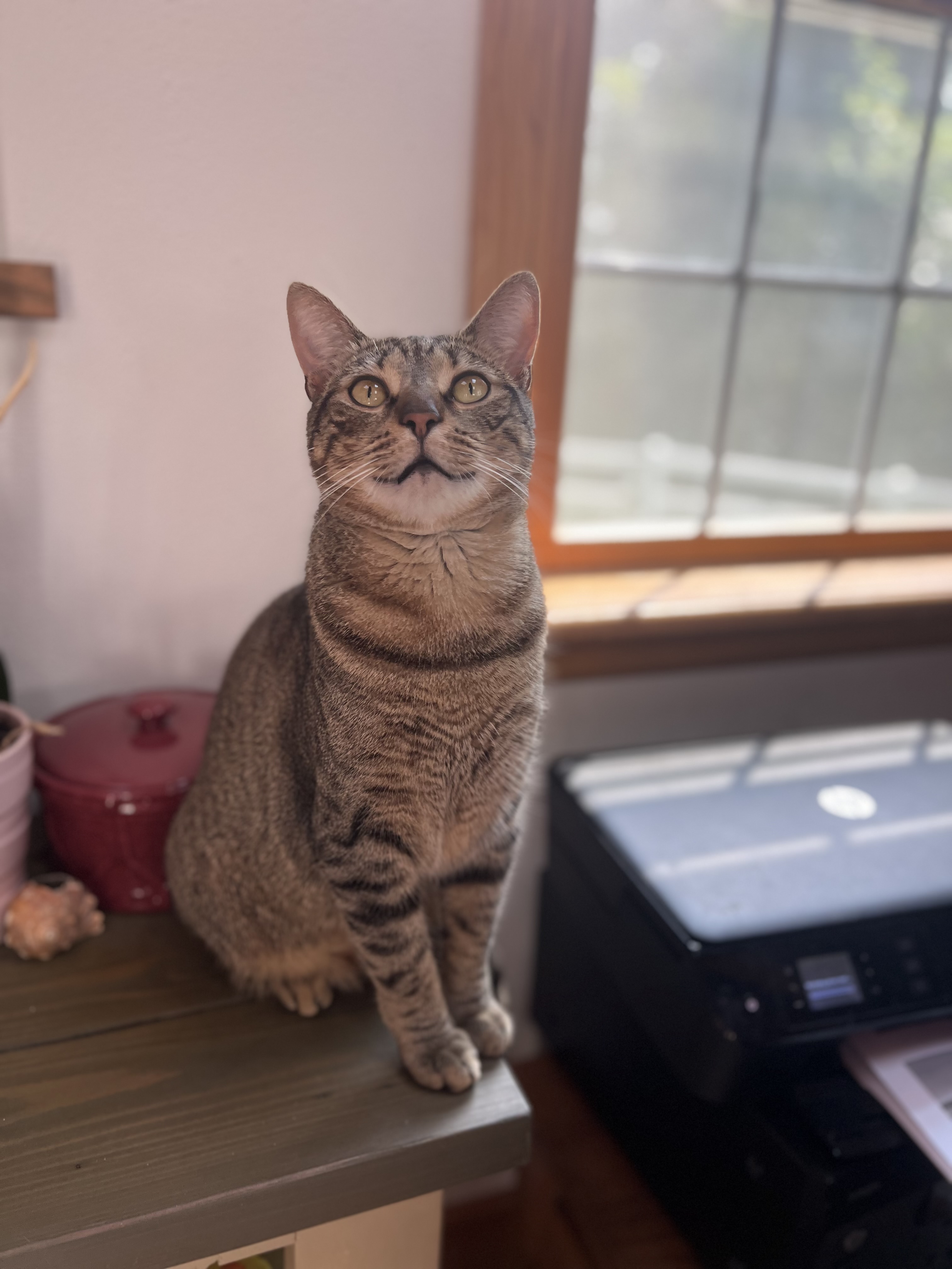 Enlarge Snickers, a Adoptable Tabby in Lincoln University, PA image 12/12