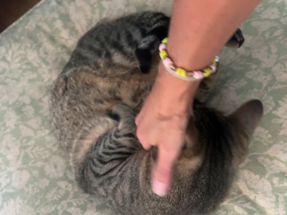 Enlarge Snickers, a Adoptable Tabby in Lincoln University, PA video 10/12