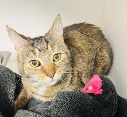 Fawn (Pounce Cat Cafe), Adoptable, Adult Female Domestic Short Hair & Domestic Short Hair.