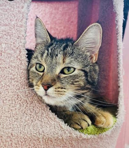 Enlarge Fawn (Pounce Cat Cafe), a Adoptable mixed breed in Savannah, GA image 2/3