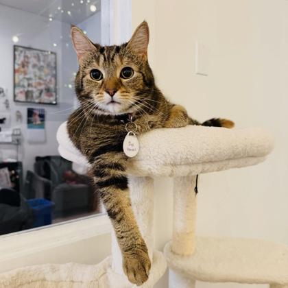 Enlarge Fawn (Pounce Cat Cafe), a Adoptable mixed breed in Savannah, GA image 3/3