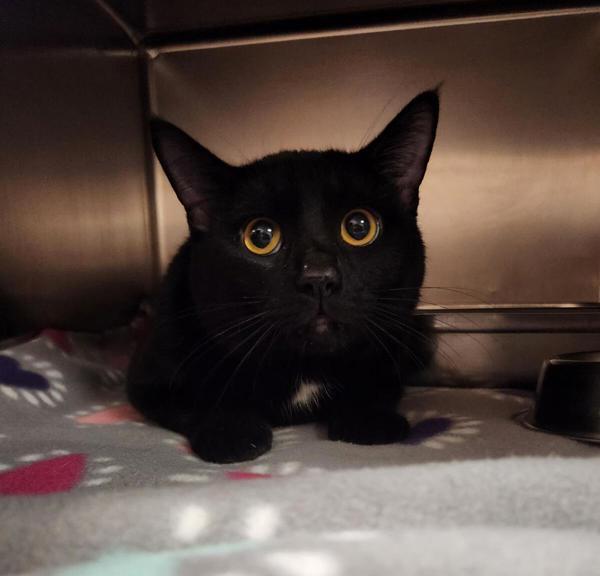 Ray, Adoptable, Adult Male Domestic Short Hair.