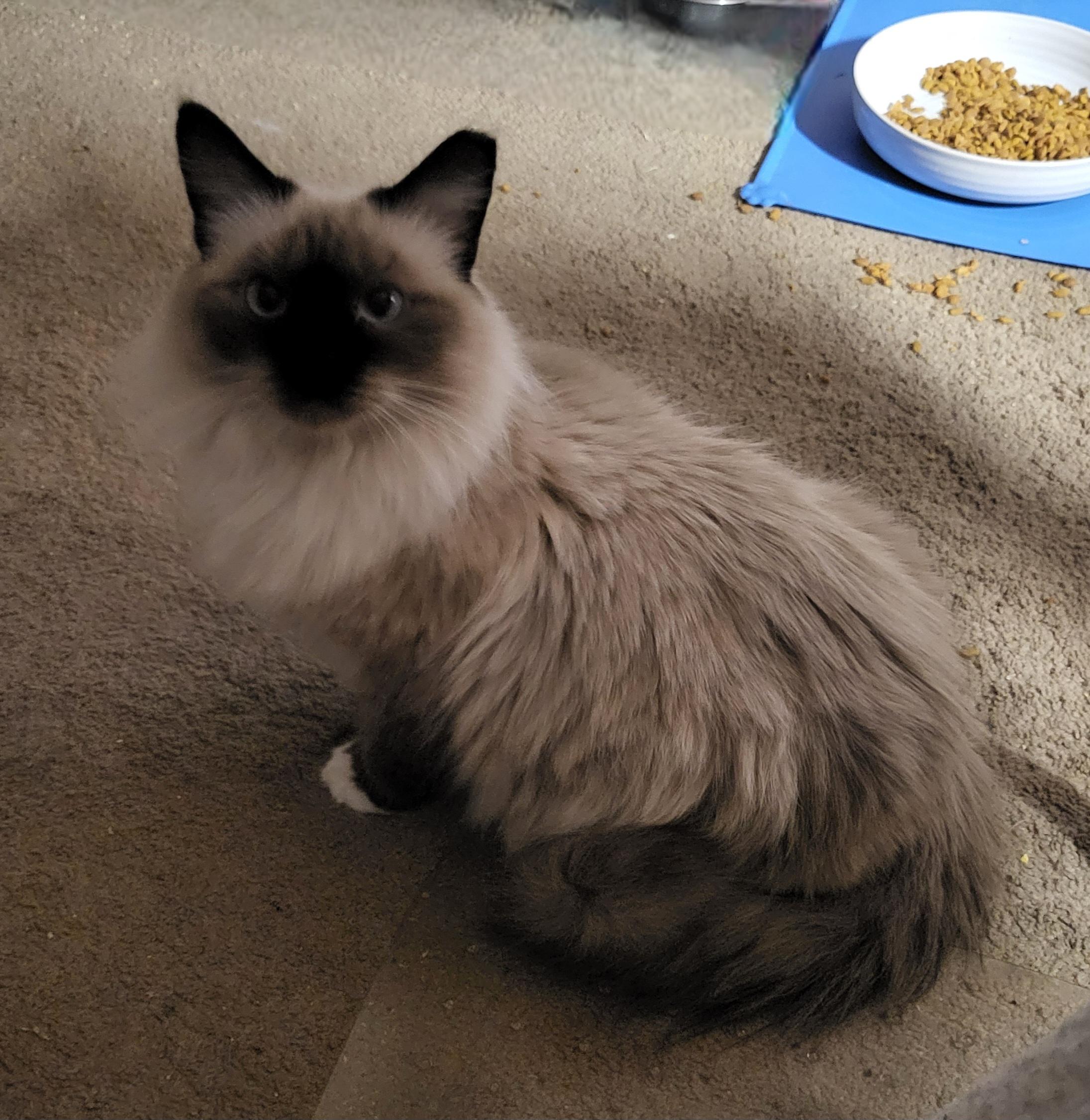 Sabine, Adoptable, Adult Female Siamese.