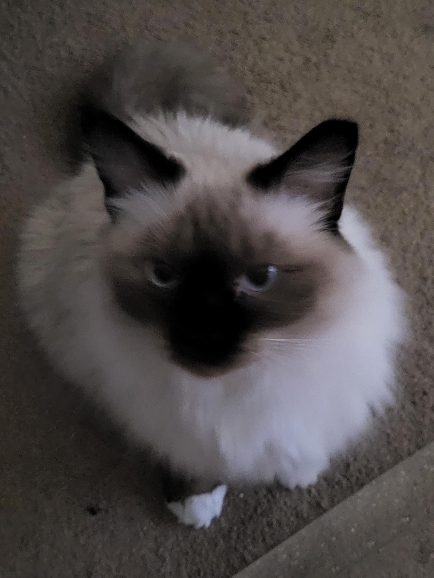 Enlarge Sabine, a Adoptable Siamese in Peoria, AZ image 2/3