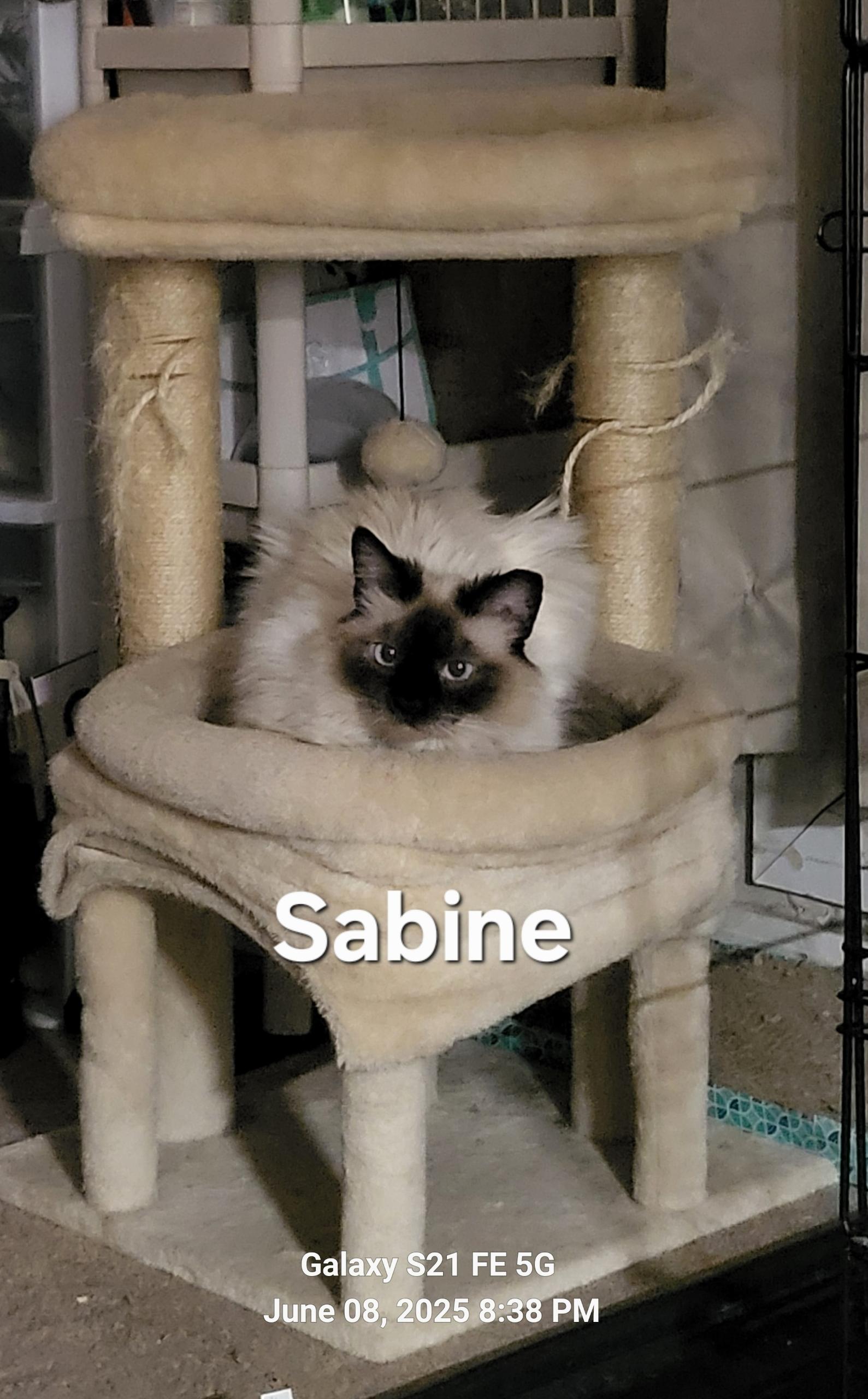 Enlarge Sabine, a Adoptable Siamese in Peoria, AZ image 3/3
