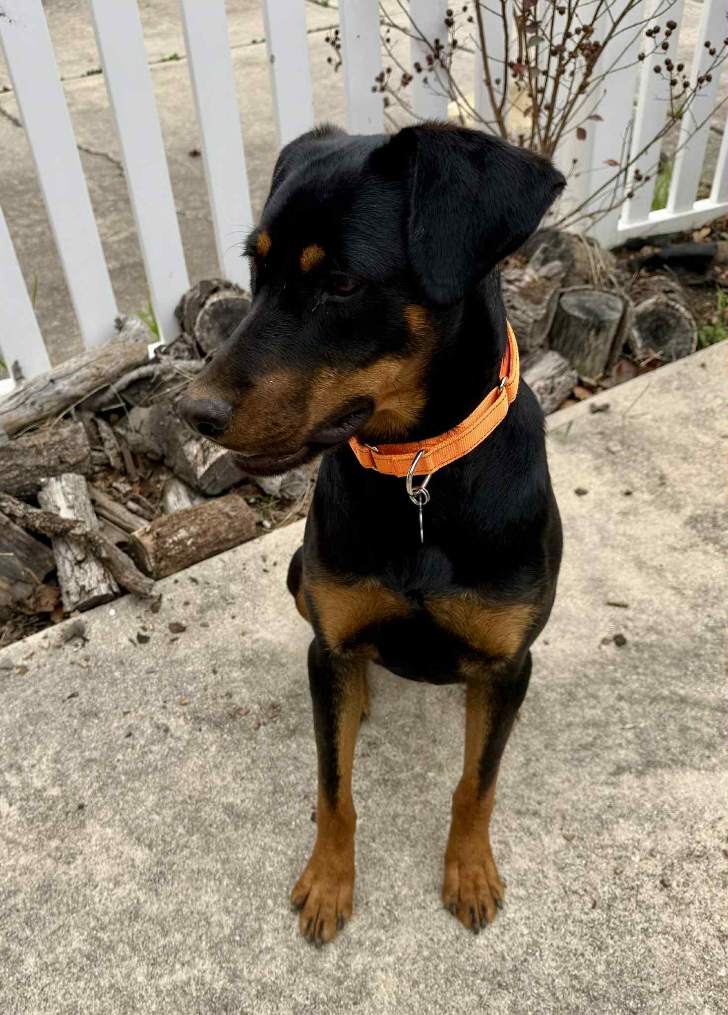 Esmeralda, an adopted mixed breed in Glastonbury, CT image 2/6