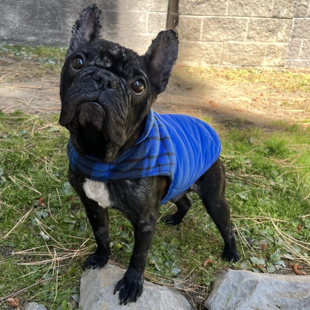 Waylon, Adoptable, Adult Male French Bulldog & Mixed Breed.
