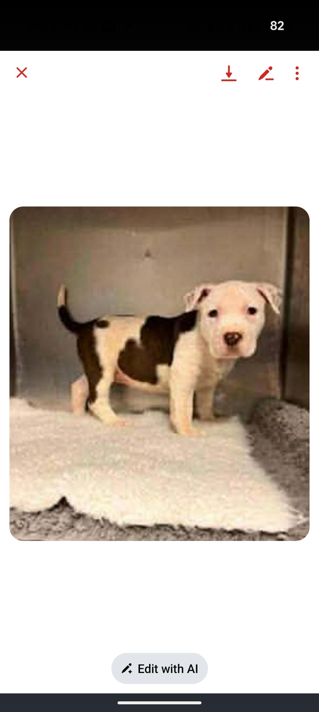 JULES, adopted, Puppy Male Pit Bull Terrier.