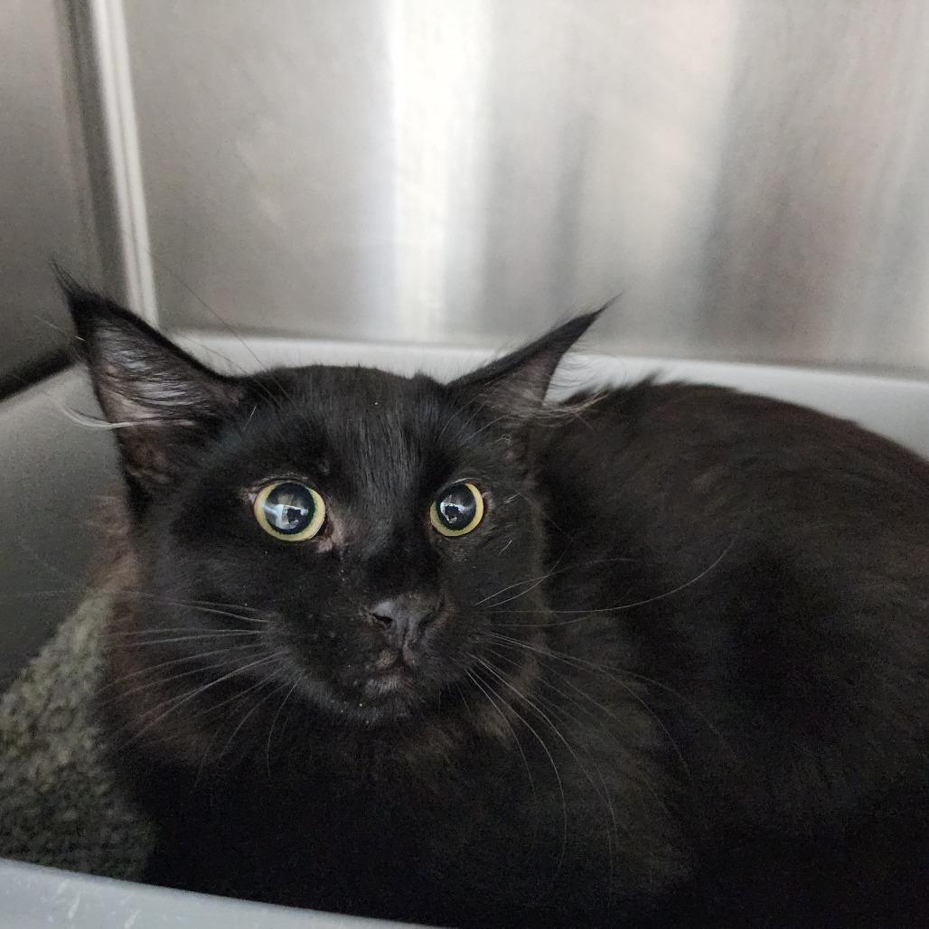 Luke, Adoptable, Young Male Domestic Medium Hair.