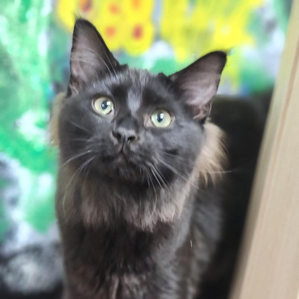 Luke, a Adoptable Domestic Medium Hair in Dixon, IL image 2/3