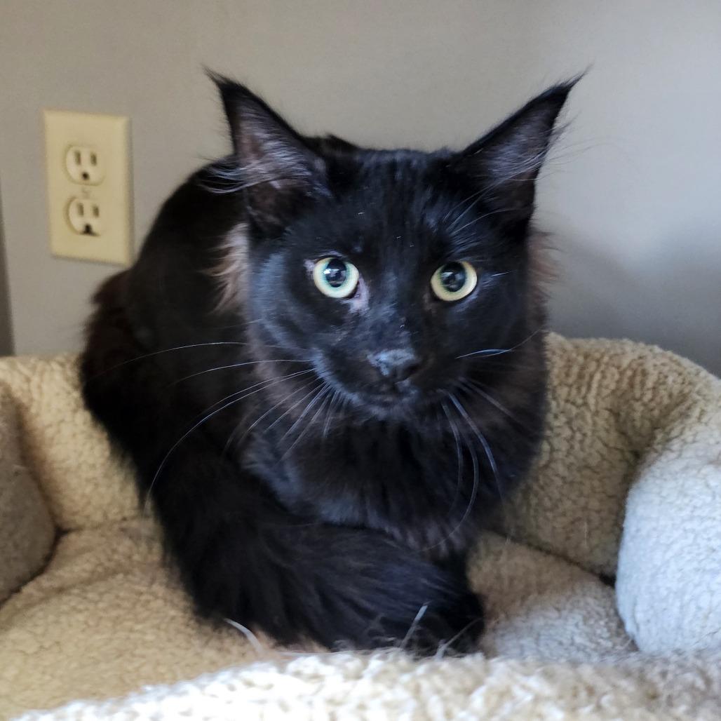 Enlarge Luke, a Adoptable Domestic Medium Hair in Dixon, IL image 2/2