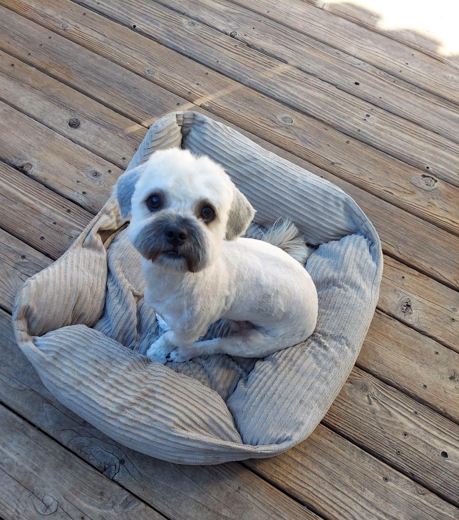 Enlarge Casino, a ADOPTABLE mixed breed in Oakland, CA image 1/6