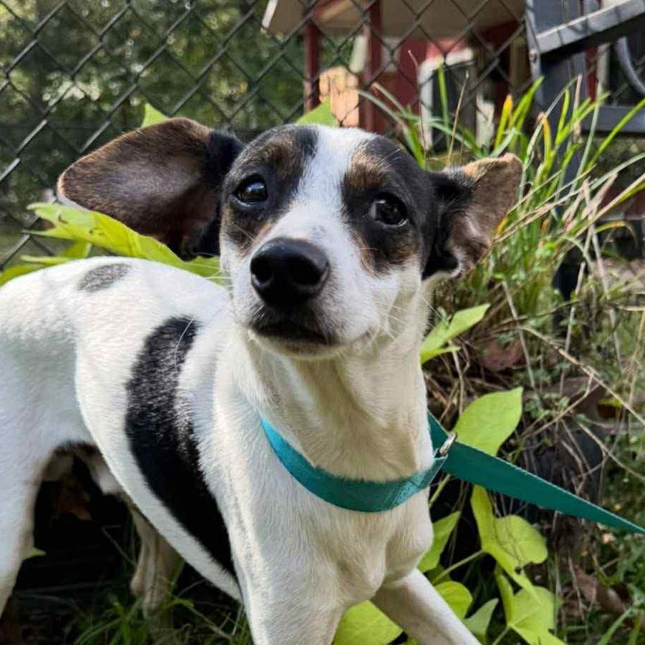 Jack Sparrow, Adopted, Young Male Jack Russell Terrier.
