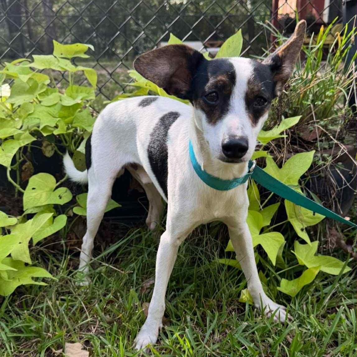 Jack Sparrow, a Adopted mixed breed in Ransomville, NY image 2/4