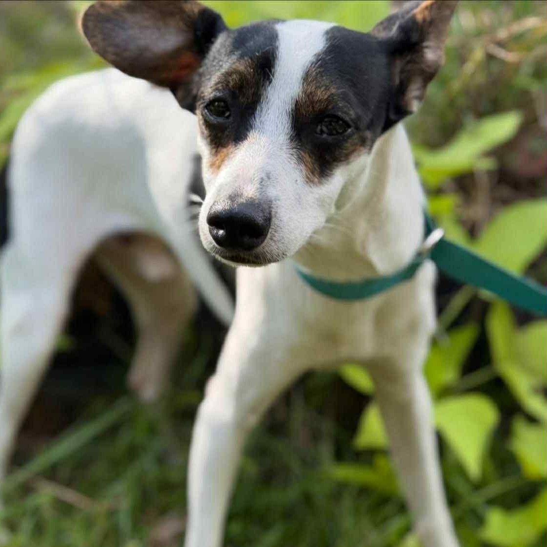 Jack Sparrow, a Adopted mixed breed in Ransomville, NY image 3/4