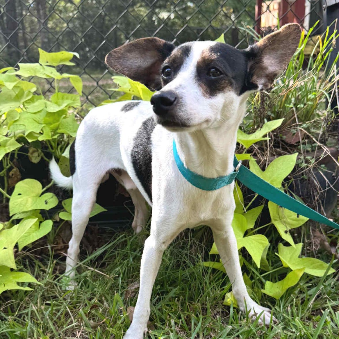 Jack Sparrow, a Adopted mixed breed in Ransomville, NY image 4/4