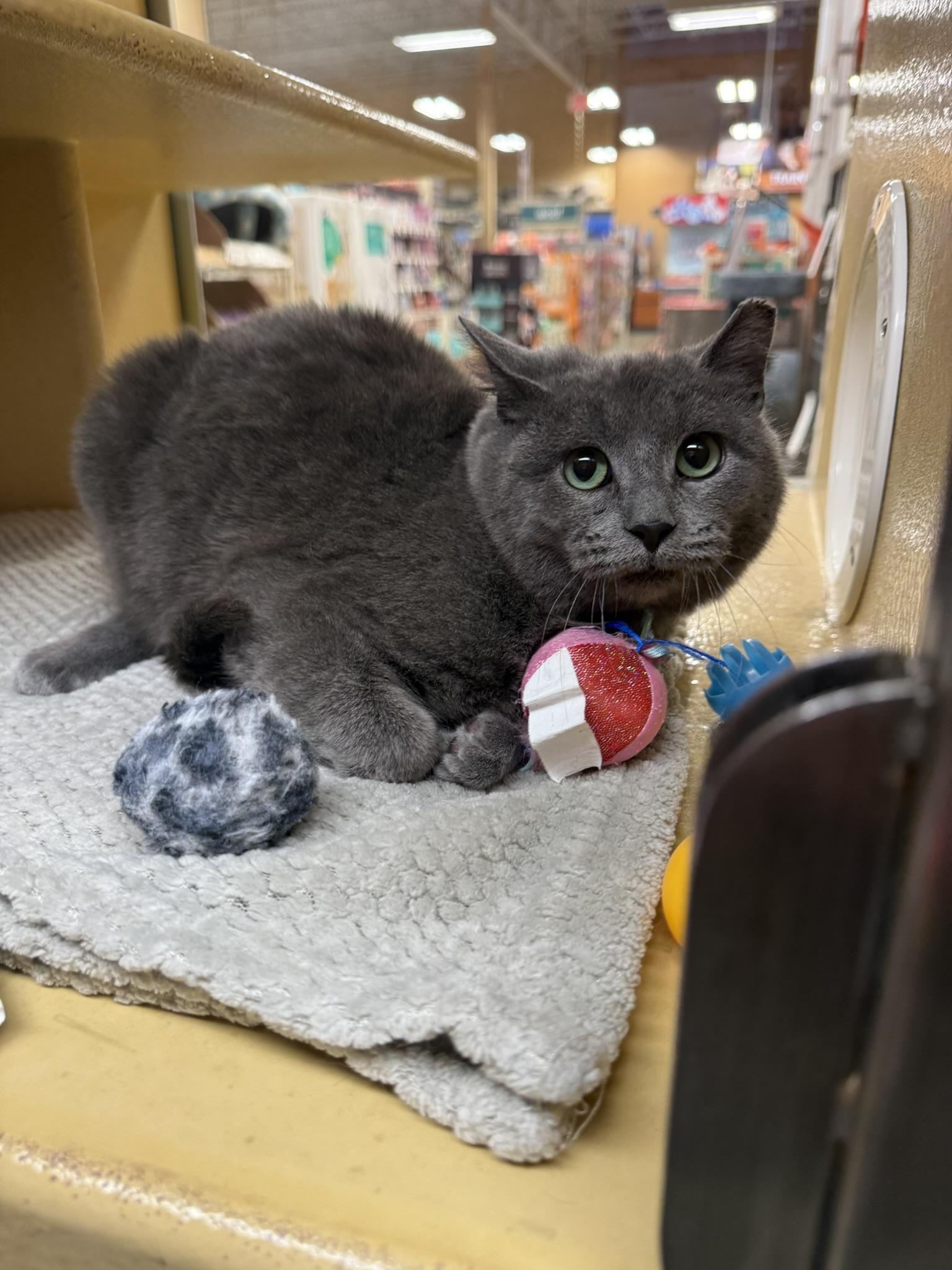 Welby, Adoptable, Young Male Domestic Short Hair.