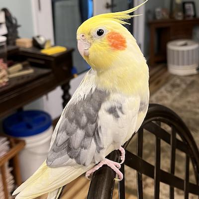 Enlarge Ollie, a ADOPTABLE Cockatiel in Alexander, NC image 1/2