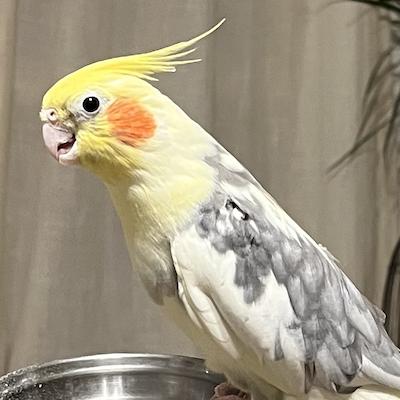 Enlarge Ollie, a ADOPTABLE Cockatiel in Alexander, NC image 2/2