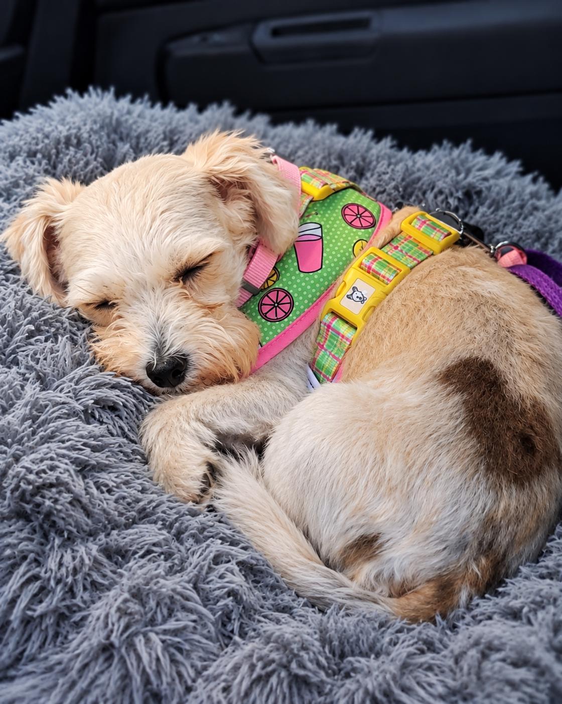Enlarge Lexi in Springfield, Massachusetts, a Adopted Havanese in Springfield, MA image 2/6