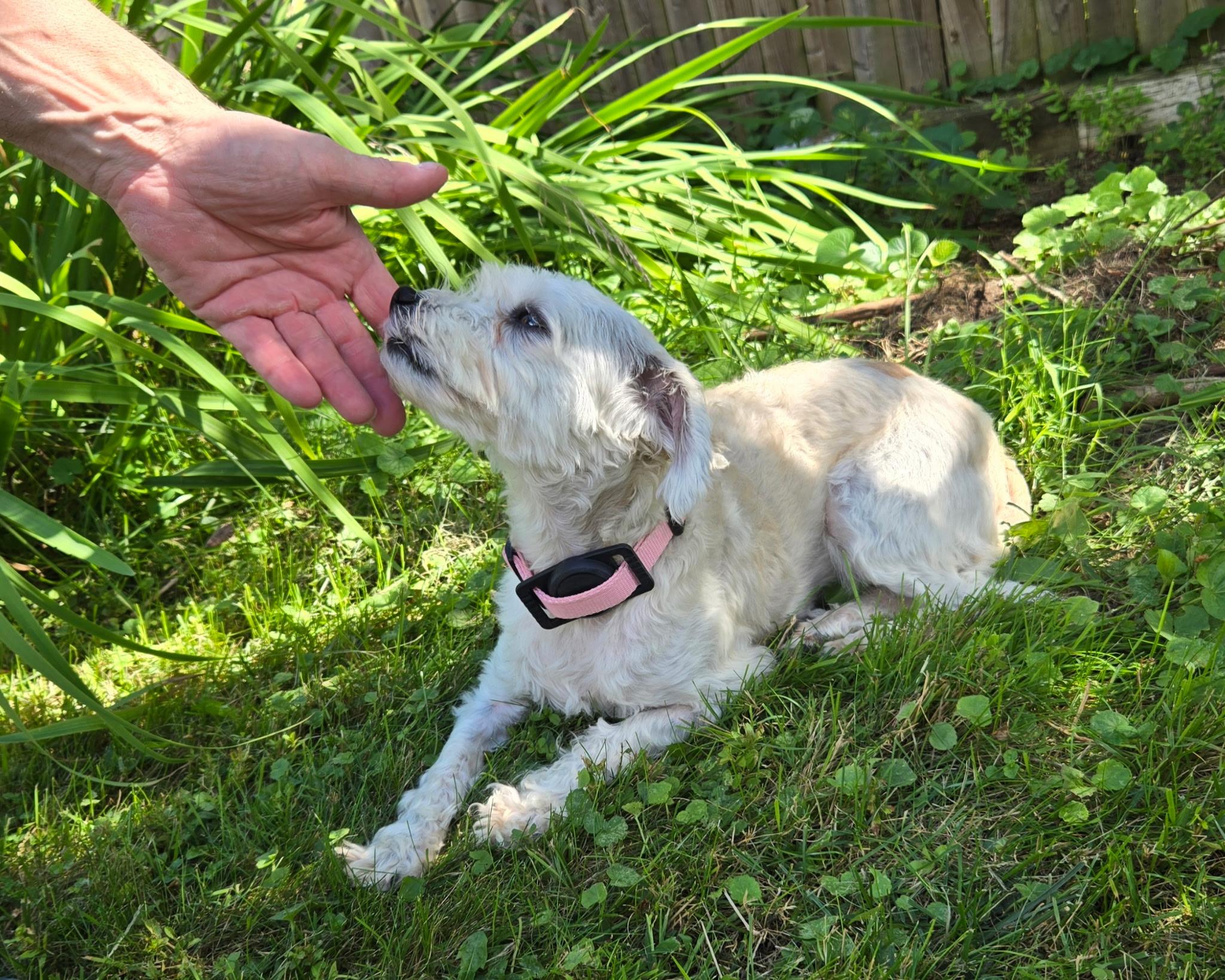 Enlarge Lexi in Springfield, Massachusetts, a Adopted Havanese in Springfield, MA image 5/6