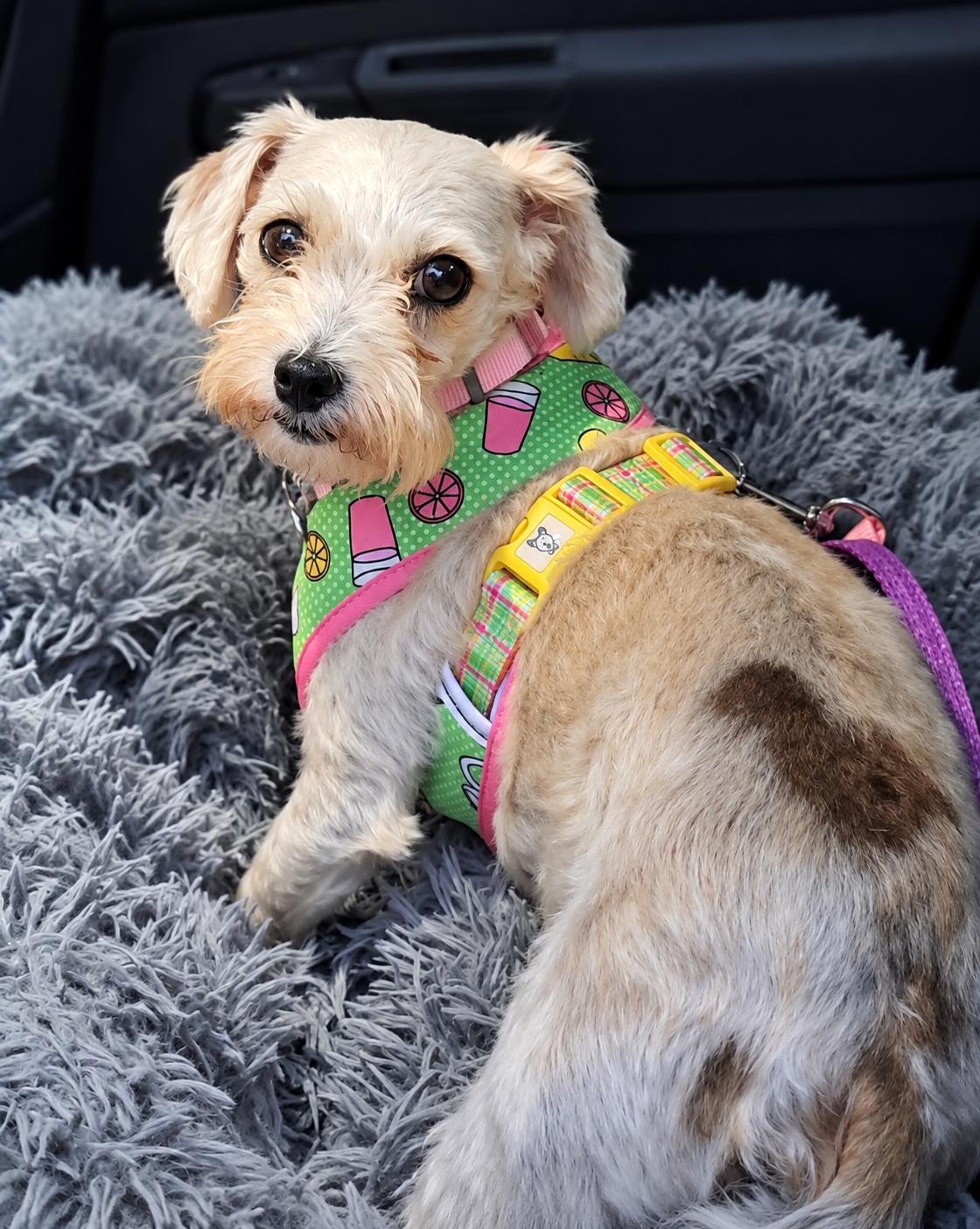 Enlarge Lexi in Springfield, Massachusetts, a Adopted Havanese in Springfield, MA image 6/6