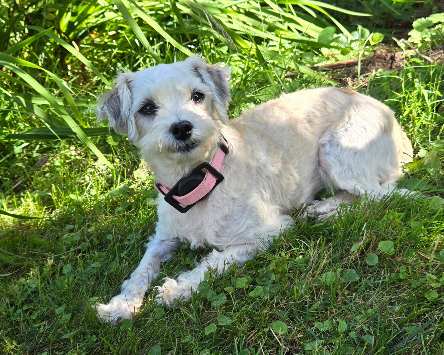 Enlarge Lexi in Springfield, Massachusetts, a Adopted Havanese in Springfield, MA image 3/6