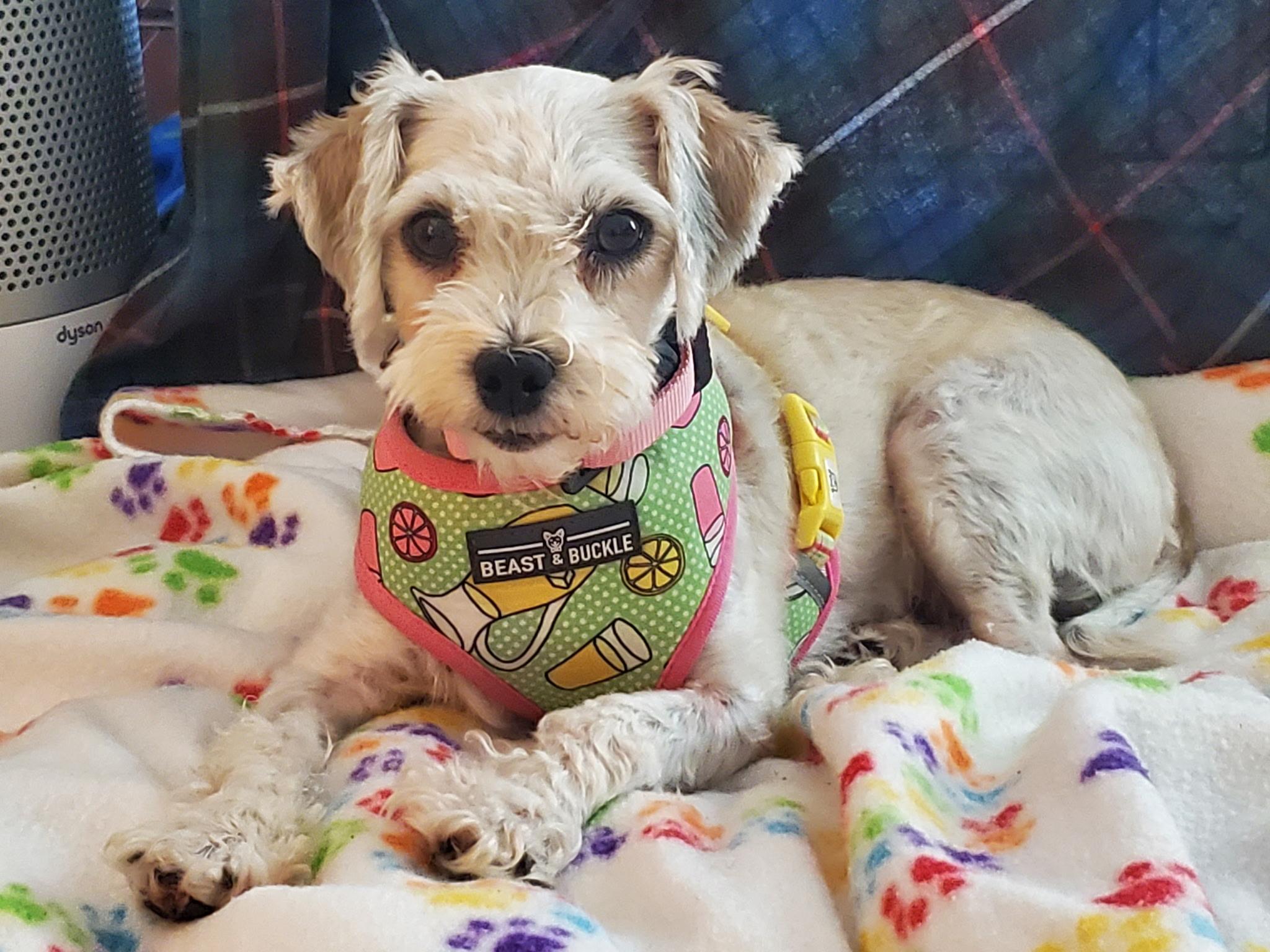 Lexi in Springfield, Massachusetts, Adopted, Adult Female Havanese.