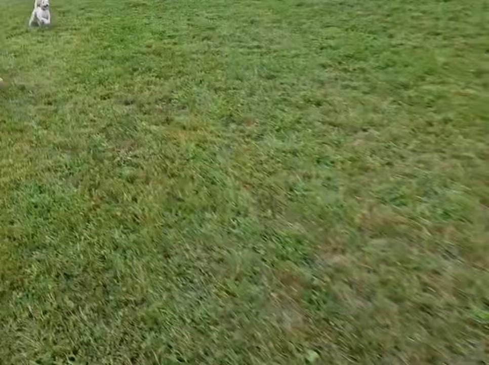 Enlarge Lexi in Springfield, Massachusetts, a Adopted Havanese in Springfield, MA video 4/6