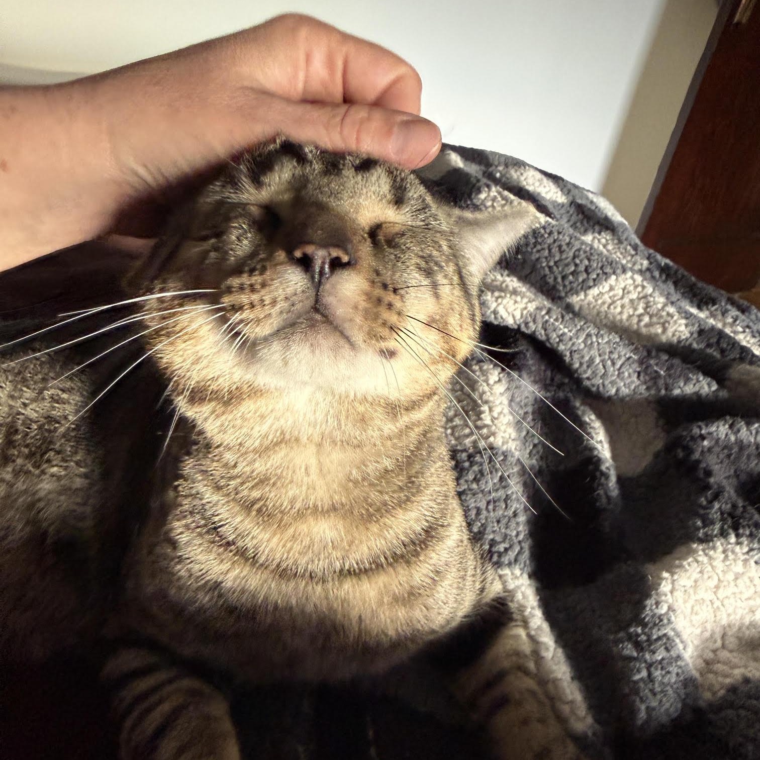 Enlarge Chester, a Adoptable Tabby in Medford, MA image 2/4