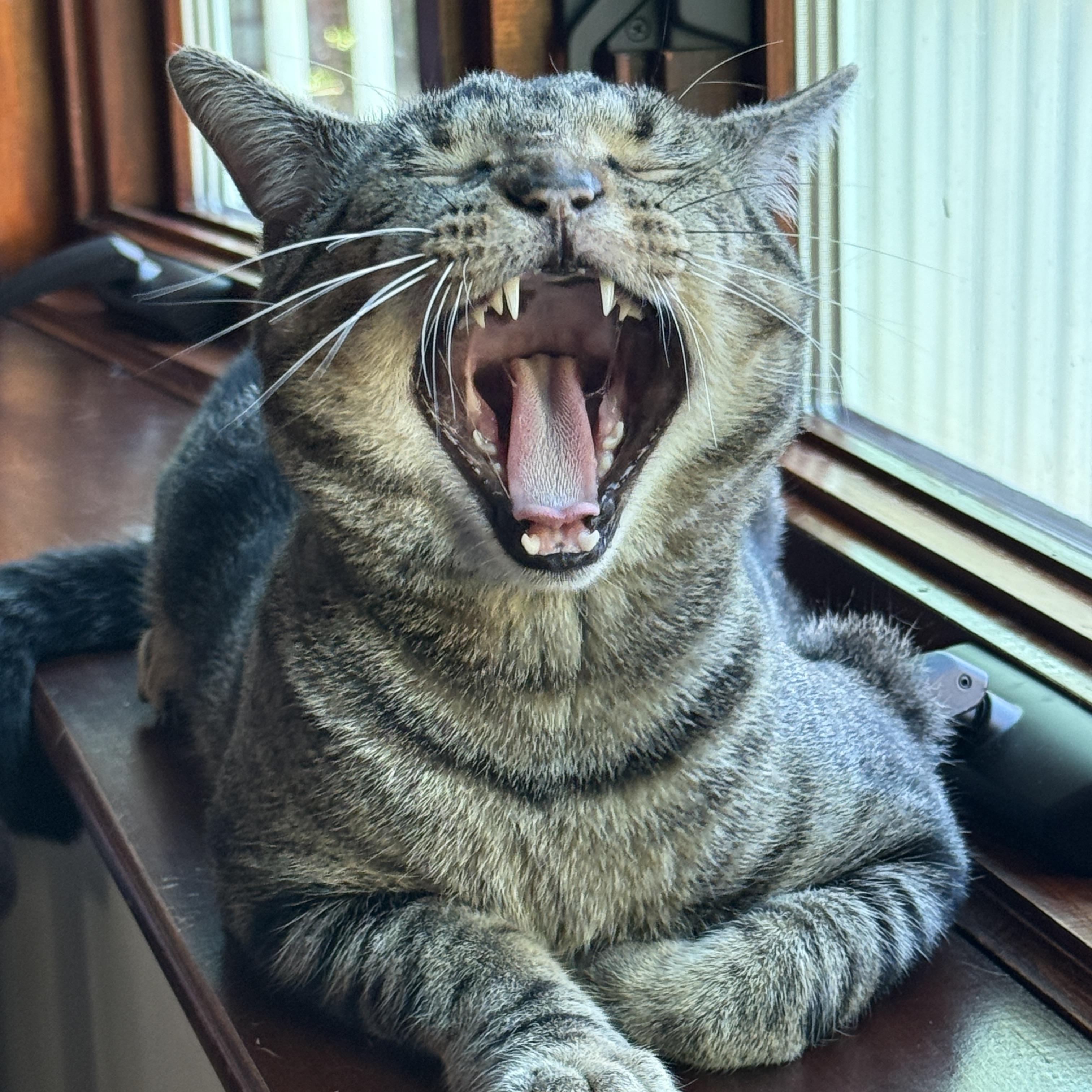 Enlarge Chester, a Adoptable Tabby in Medford, MA image 4/4