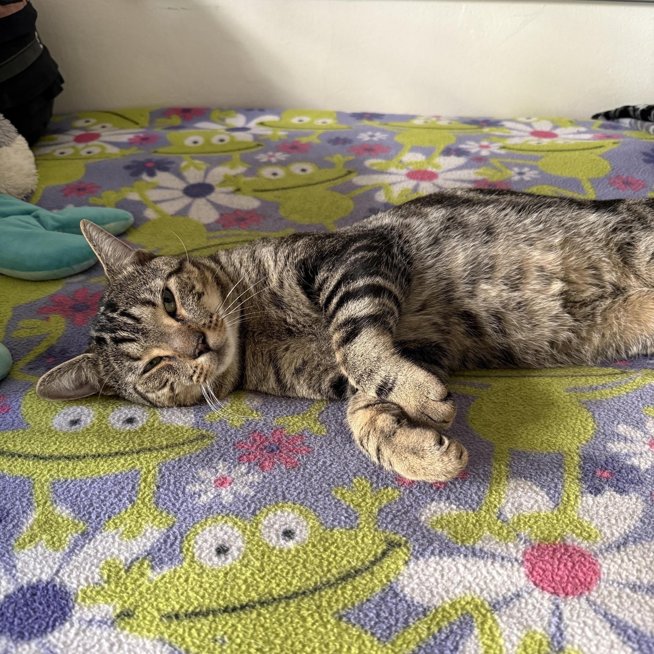 Chester, Adoptable, Young Female Tabby.