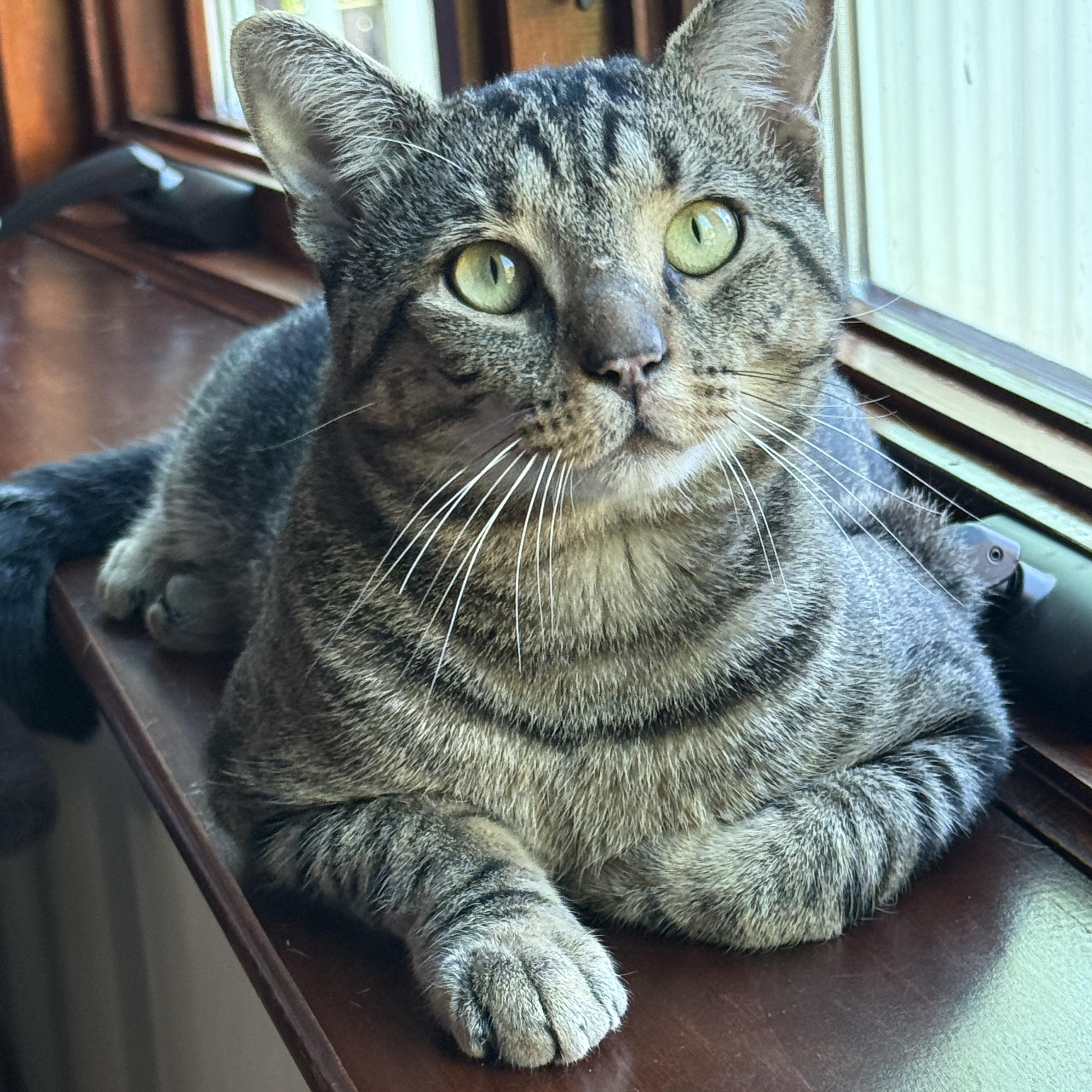 Enlarge Chester, a Adoptable Tabby in Medford, MA image 3/4