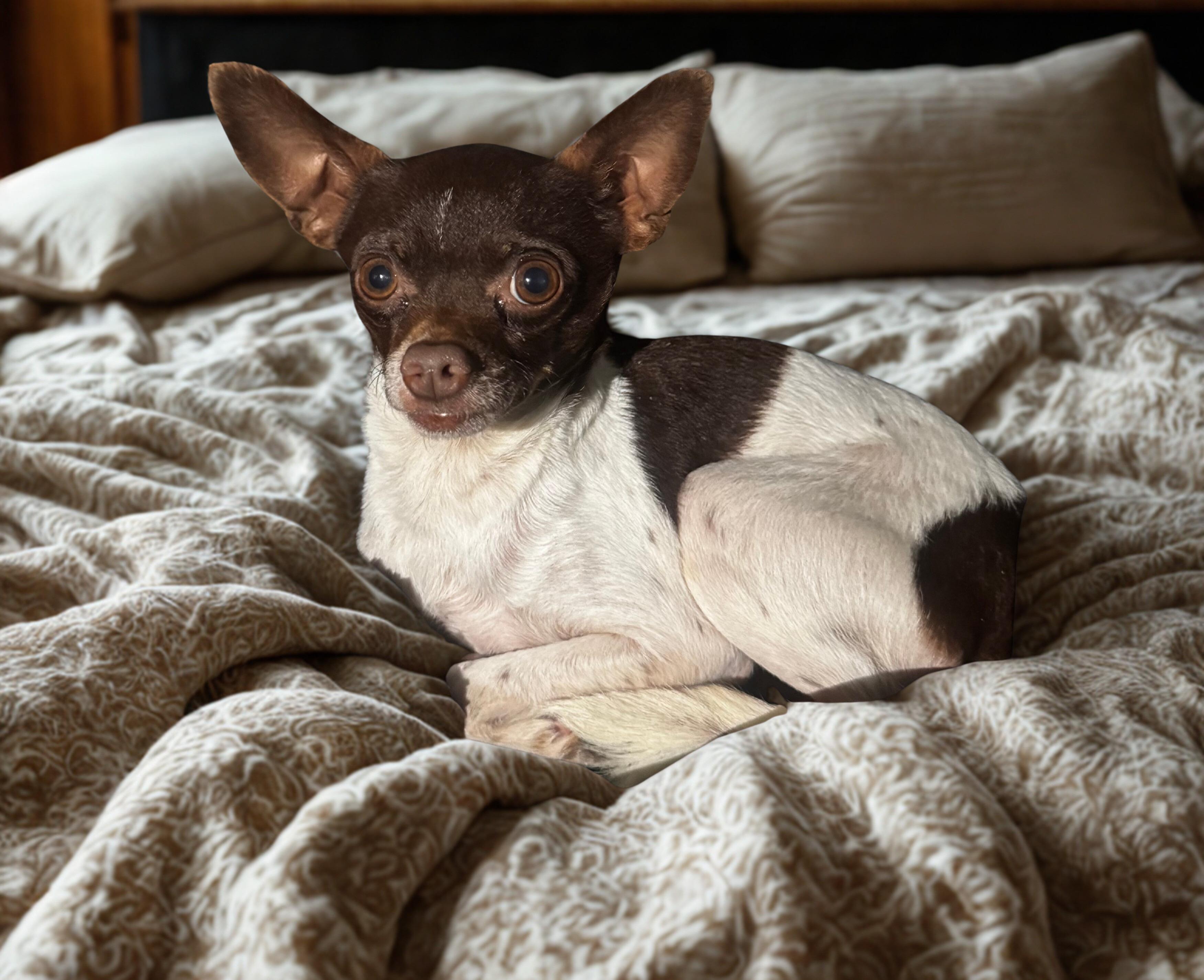 Enlarge Churro, a ADOPTABLE Chihuahua in MURRIETA, CA image 1/1