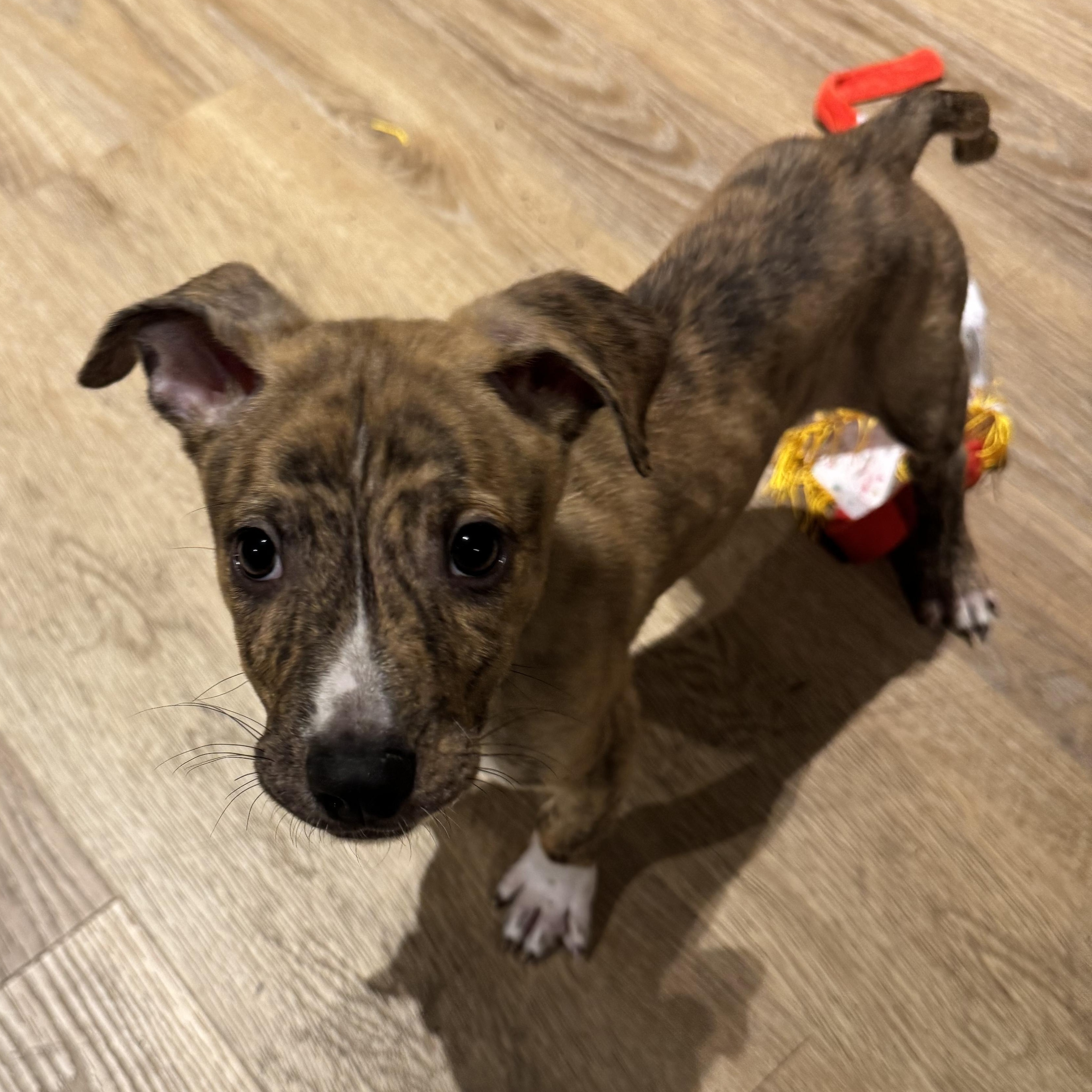 Enlarge Artichoke, a Adoptable Mixed Breed in Henderson, NV image 2/4